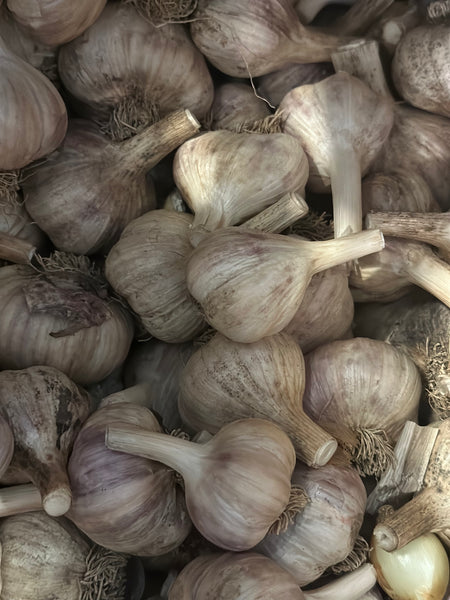 Garlic (for seed or eating) - 1 lb bag