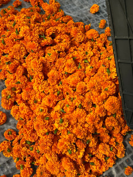 Dried African Marigold Petals