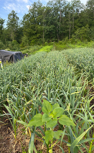 Garlic (for seed or eating) - 1 lb bag