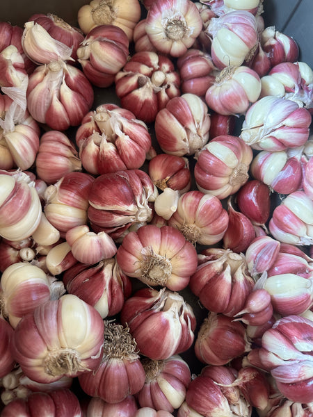 Garlic (for seed or eating) - 1 lb bag