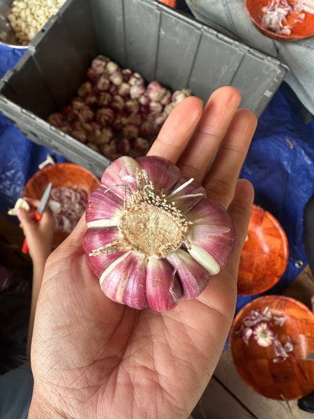 Garlic (for seed or eating) - 1 lb bag