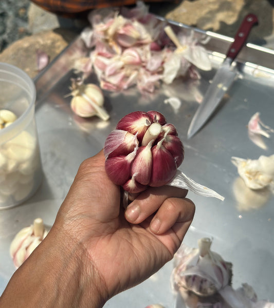 Garlic (for seed or eating) - 1 lb bag