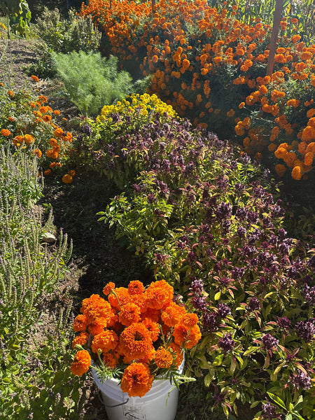Dried African Marigold Petals