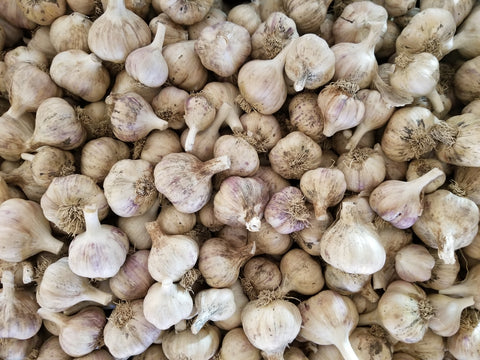 Garlic (for seed or eating) - 1 lb bag